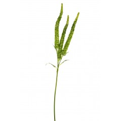 Ramo con 3 Amaranthus cm 108 verde