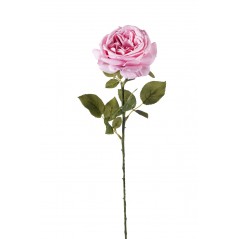 Rosa Fanny h 67 cm Vari Colori rosa