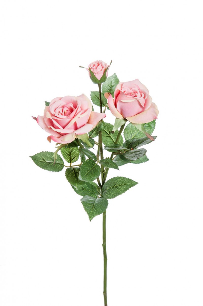 Rosa Hamilton 3 fiori rosa 